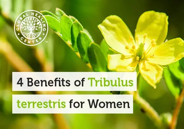4-benefits-of-tribulus-terrestris-for-women-wake-up-world