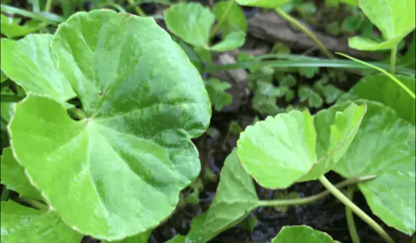 Gotu Kola The Brain Herb