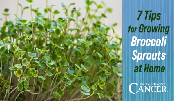 7 Tips For Growing Broccoli Sprouts At Home   How To Grow Broccoli Sprouts At Home FB 