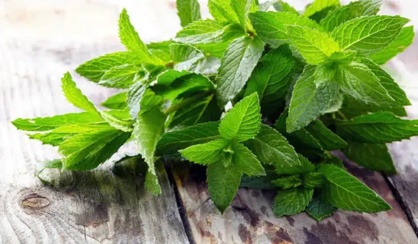 The Power of Peppermint: 15 Health Benefits Revealed